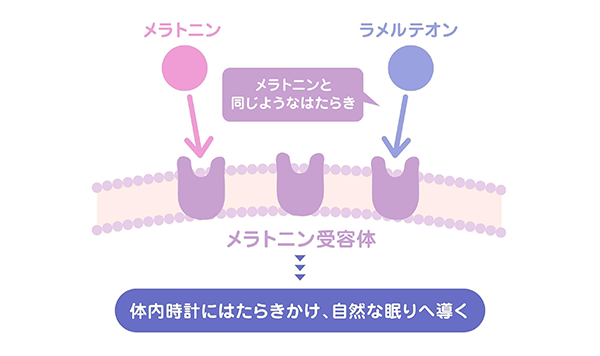 ロゼレムＳの効き方解説動画を再生