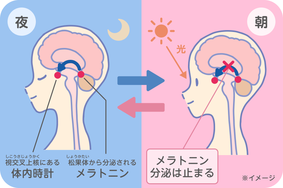 夜にメラトニンが分泌され体内時計が睡眠側に切り替わる仕組みと、朝の光を浴びると分泌が止まる仕組みを表した脳内図解