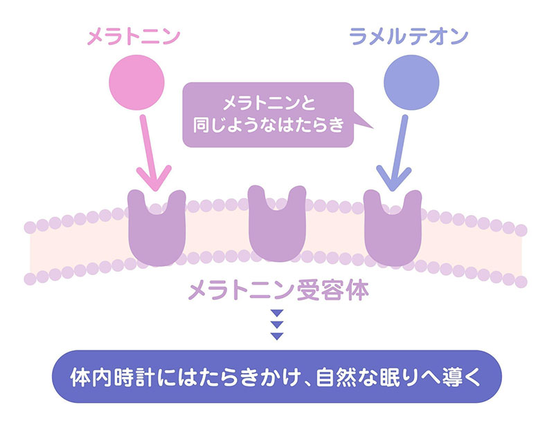 ラメルテオンがメラトニンと同じようにメラトニン受容体にはたらきかけ、体内時計に作用して自然な眠りへ導く仕組みを表した図解