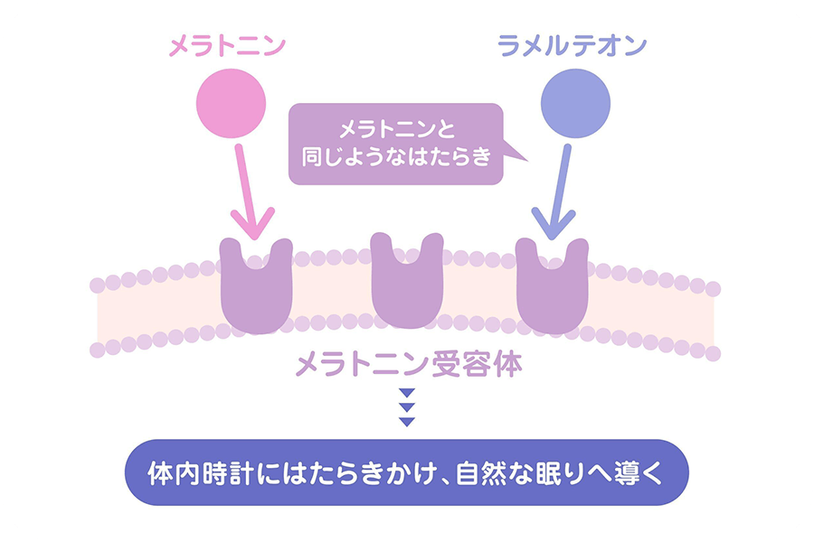 ラメルテオンがメラトニンと同じようにメラトニン受容体にはたらきかけ、体内時計に作用して自然な眠りへ導く仕組みを表した図解